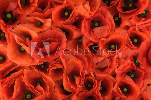 red spring poppies texture background 