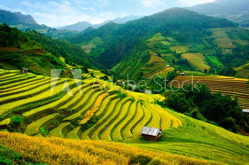 Rice fields on terraces in vietnam 