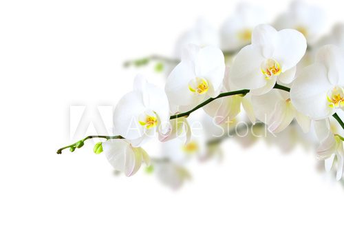 Sanfte Eleganz floraler Natur