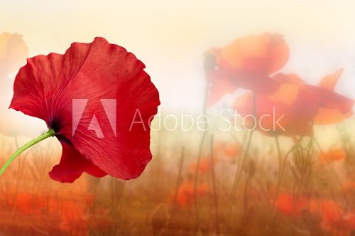 Sanfter Blick auf leuchtende Mohnblumen