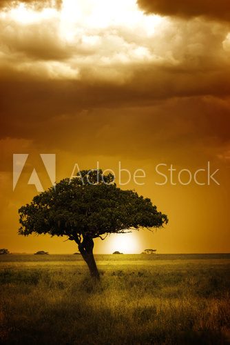 Savannenstimmung im Abendlicht