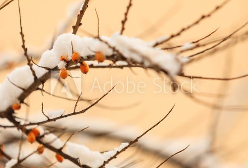 sea buckthorn berries covered with snow 