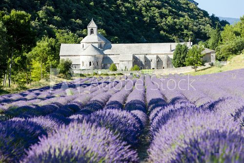 Senanque abbey with lavender field, Provence, France