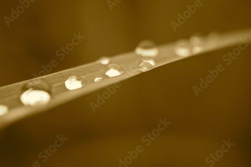 sepia water drops on grass