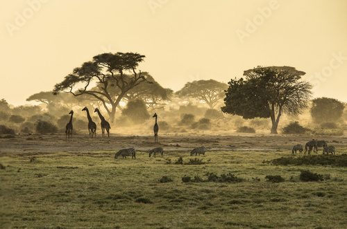 Silhouette di giraffe