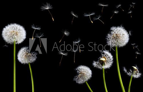silhouettes of dandelions 