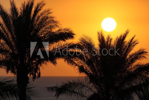 Silhouettes of palm trees above the sea and rising sun