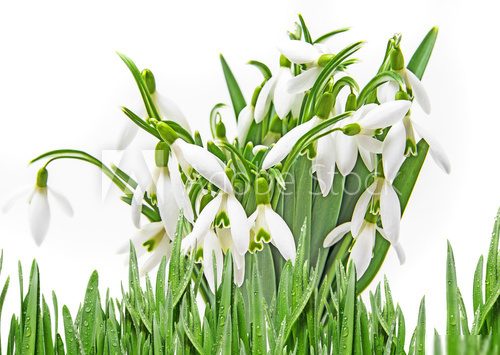 snowdrop flowers on a white background 