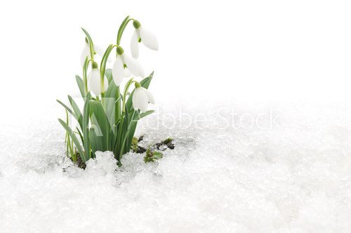 Snowdrops and Snow 