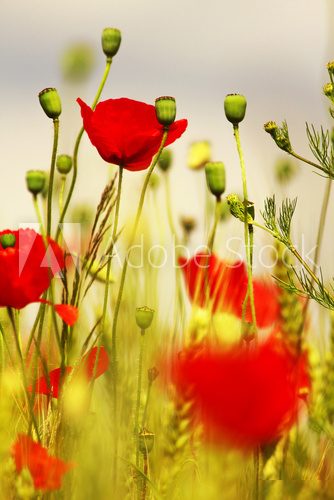 Sommerliche Blütenpracht in Nahaufnahme