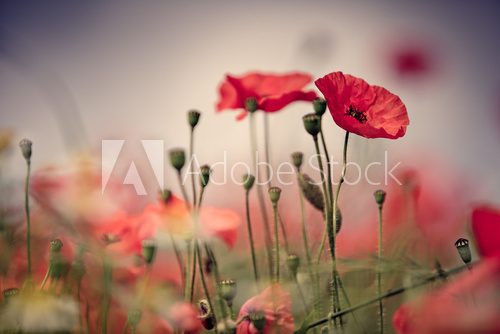 Sommerliche Pracht der roten Mohnblumenwiese