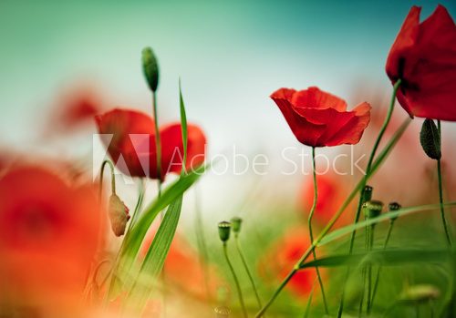 Sommerliche Pracht roter Mohnblumen