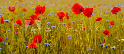 Sommerliche Wiesenpoesie in Farbe