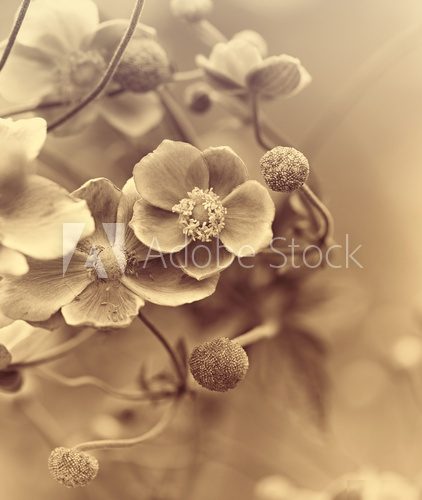 Sommerlicher Blütentraum in Sepia