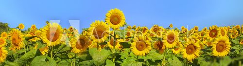 Sonnengelbes Blütenmeer unter klarem Himmel