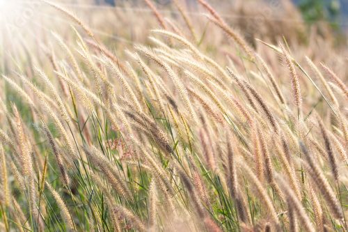 Sonnenlicht tanzt im wilden Gras