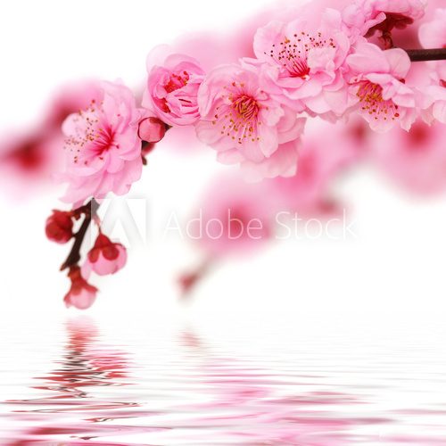 Spring cherry flowers reflected in rendered water