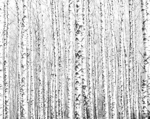 Spring trunks of birch trees black and white 