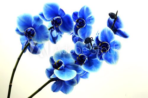 Strahlend blaue Orchideen im Detail