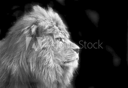 Stunning facial portrait of male lion on black background in bla 