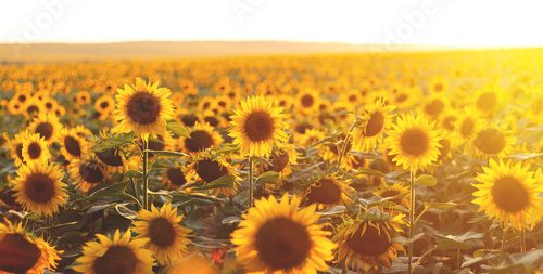 Sunflower agricultural field looks beautiful at sunset