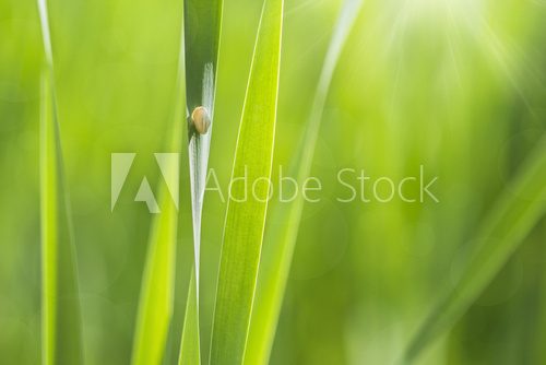 sunny background snail in a green grass 