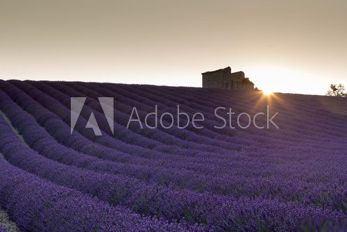 Sunrise over lavender field 