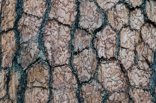 Texture of pine bark 