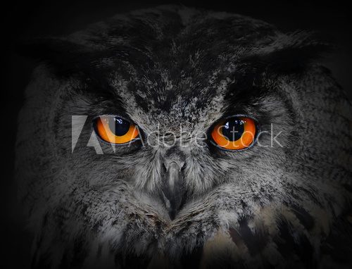 The evil eyes. ( Eagle Owl, Bubo bubo). 