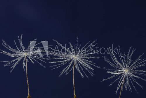 three dandelion seed with drops 