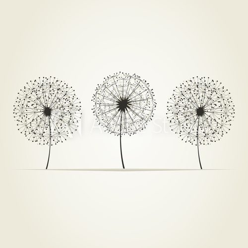 Three dandelions 