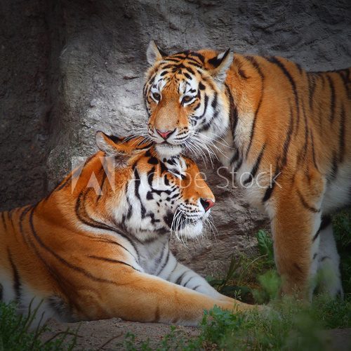 Tiger's couple. Love in nature. 