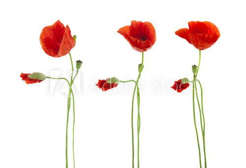 Trio of Red Poppies flowers isolated on white