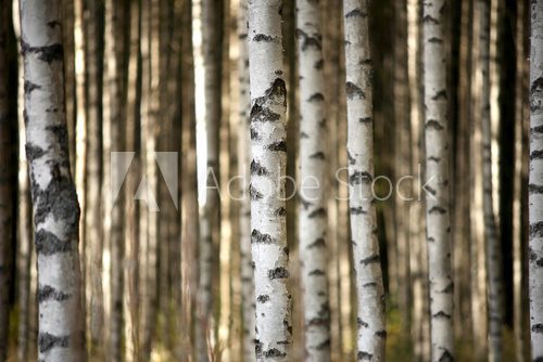 trunks of birch trees 