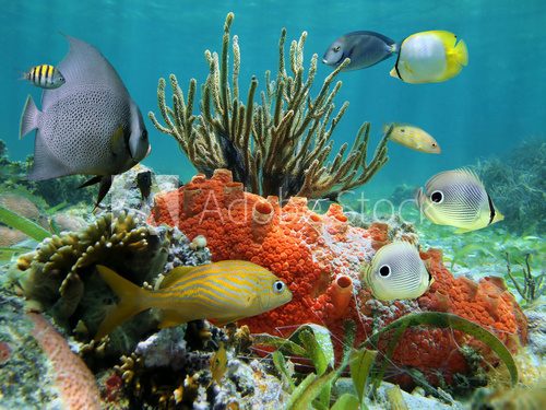 Underwater life of a coral reef 