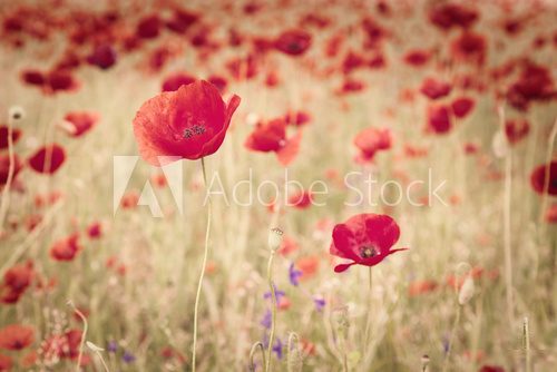 Vintage image of poppies and poppy's seed in the meadow 