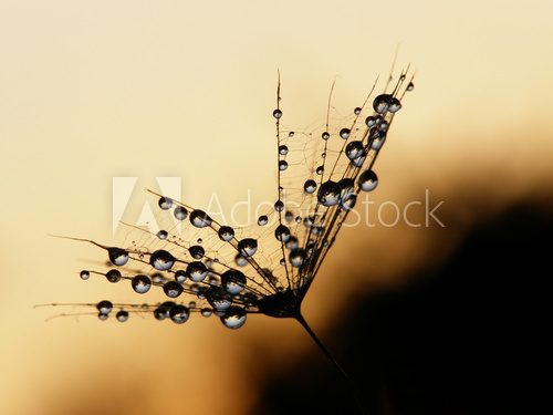 wet dandelion seed 