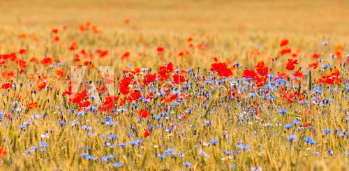 Wheat field with poppy field 