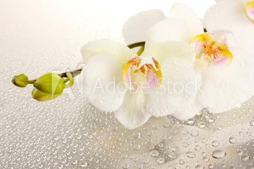 white beautiful orchid with drops 