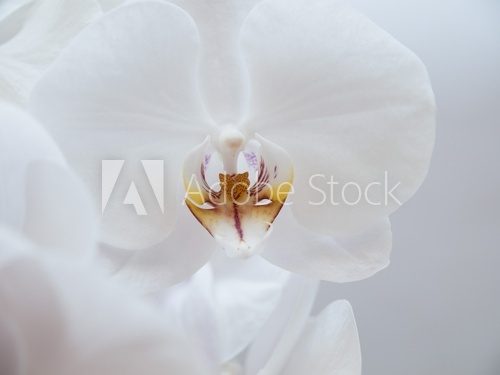 White orchid 