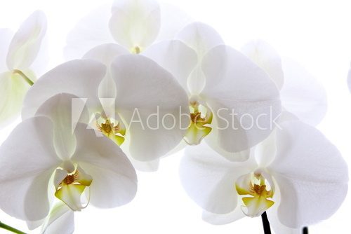 White orchid on white background 