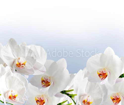 White orchidea 