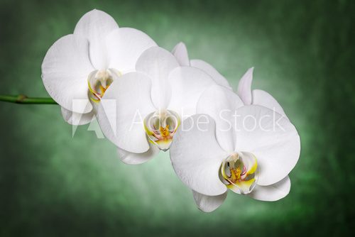 white orchids 