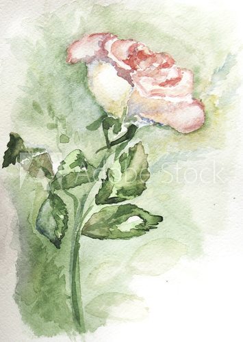 white rose 2 
