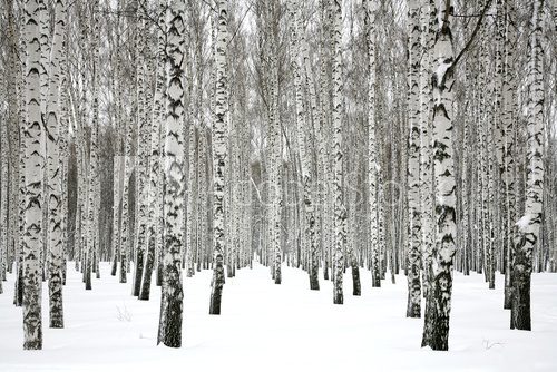 Winter birch forest 