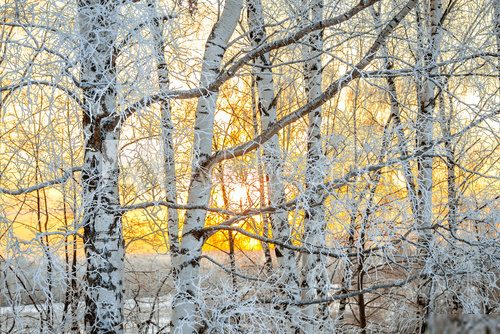 winter landscape with a sunset in the forest 