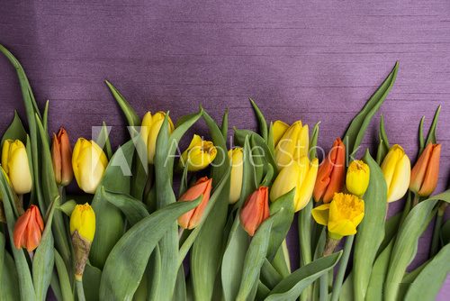 Wiosenny bukiet kwiatÃ³w z Å¼Ã³Åtych i czerwonych tulipanÃ³w oraz Å¼onkili  w na fioletowym tle
