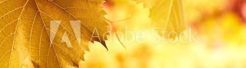 yellow red foliage banner background with vivid colors