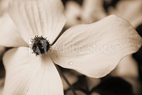 Zarte Blüte in sanften Sepiatönen