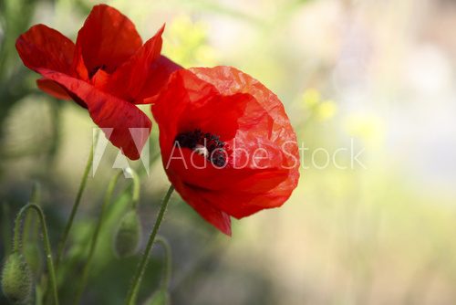 Zarte Poesie roter Mohnblüten